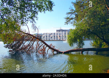 Ins Wasser gefallen Kiefern mit Blick auf Multi-stöckige moderne Häuser stehen am Ufer des Flusses. Gefallenen Baum. Moderne Architektur. Modernes Stadthaus am Rive Stockfoto