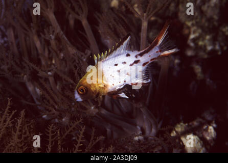 Juvenile Lyretail hogfish, Bodianus anthioides Stockfoto