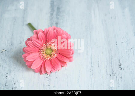 Ein Rosa Gerbera daisy auf einer hölzernen Hintergrund mit Kopie Raum Stockfoto