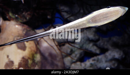 Schiffshalter Echeneis naucrates Sharksucker, oder Stockfoto