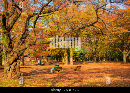 Yoyogi Park schöne Herbst und Laub in Tokio Stockfoto