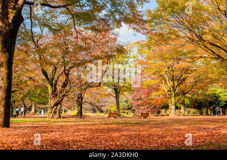 Yoyogi Park schöne Herbst und Laub in Tokio Stockfoto