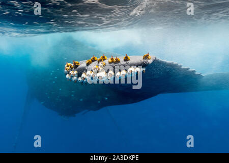 Buckelwal, Megaptera novaeangliae, seepocken auf dem Schwanz eines Buckelwals, Königreich Tonga, South Pacific Ocean Stockfoto