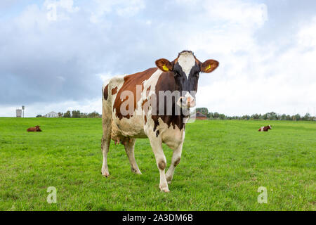 Eine Kuh in einem grünen Gras Weide an einem bewölkten Tag in Warmond Holland. Stockfoto