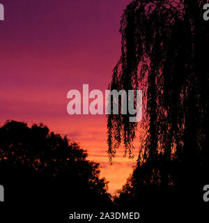 England, West Sussex. Niederlassungen der Weeping Willow Tree Silhouette gegen einen bunten herbstlichen Himmel bei Sonnenaufgang Stockfoto
