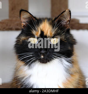 Portrait einer sehr hübschen Langhaarkatze weiblich Schildpatt Katze Stockfoto