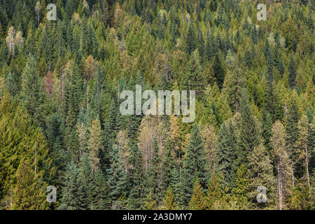 Dichten Wald aus der Rocky Mountaineer Zug gesehen in Richtung Banff Alberta Kanada Stockfoto