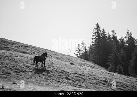 Dark Horse auf der Bergseite, in den rumänischen Karpaten. Stockfoto