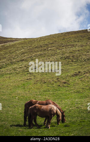 Pferde ruhen auf grasbewachsenen Berg, in den rumänischen Karpaten. Stockfoto