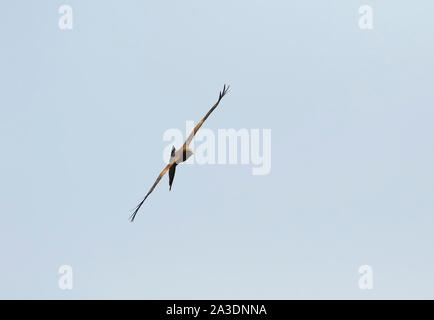 Schwarzer Milan (MILVUS MIGRANS). Busanga Plains. Kafue National Park. Sambia Stockfoto