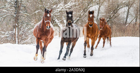 Schöne Pferde im Schnee laufen an einem Wintermorgen Stockfoto