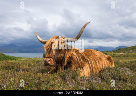 Ein Schottisches Hochlandrind Kuh Landschaft in den Highlands von Schottland Stockfoto