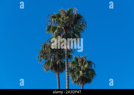 Ein Trio von Palmen vor dem Hintergrund der perfekte Blue Sky in Südkalifornien isoliert Stockfoto