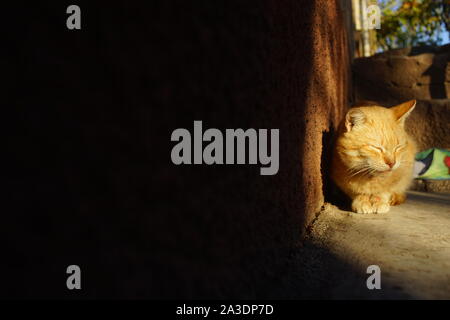 Ginger cat im sonnigen Hof im Licht Art und Weise entspannen. Großen schwarzen Schatten auf das Haus Stockfoto