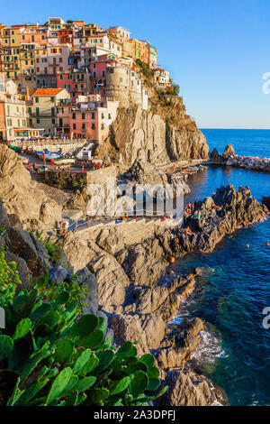 Panorama von Manarola, Cinque Terre, La Spezia. Farbenfrohe Gebäude in der Nähe der ligurischen Meer. Blick auf den Feigenkakteen auf der Vorderseite und Felsen Stockfoto