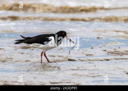 Austernfischer (Haematopus ostralegus) auffällig flache Würmer im Wattenmeer bei Bradwell-on-Sea, Essex Stockfoto