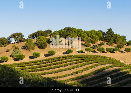 Reihen von Reben in einem Weingut in der Nähe von Los Olivos im kalifornischen Santa Ynez Valley Stockfoto