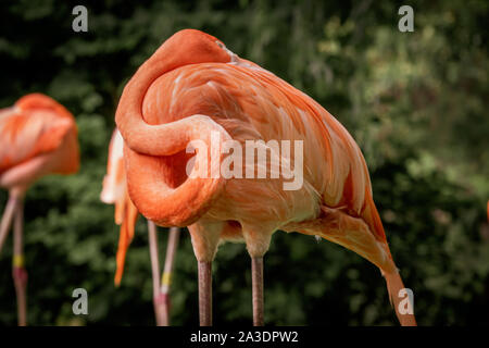 Flamingo Schlafen bis currled in seine Federn Stockfoto