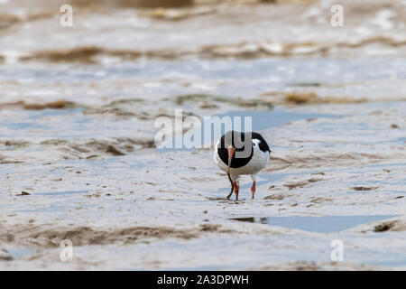 Austernfischer (Haematopus ostralegus) auffällig flache Würmer im Wattenmeer bei Bradwell-on-Sea, Essex Stockfoto