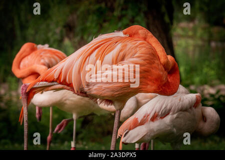 Flamingo Schlafen bis currled in seine Federn Stockfoto