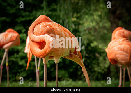 Flamingo Schlafen bis currled in seine Federn Stockfoto