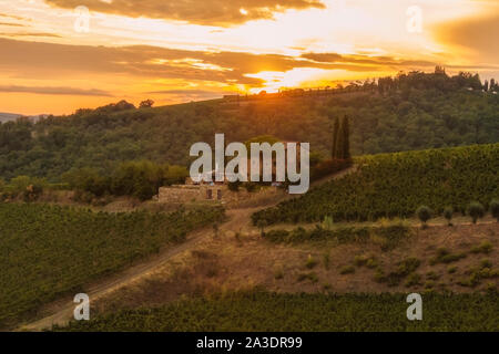 Weinberg in der Nähe von Volpaia Stadt im Chianti, in der Provinz von Siena. Toskana Landschaft. Italien Stockfoto