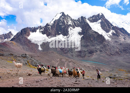 Llama Pack in der Cordillera Vilcanota, Ausungate, Cusco, Peru Stockfoto