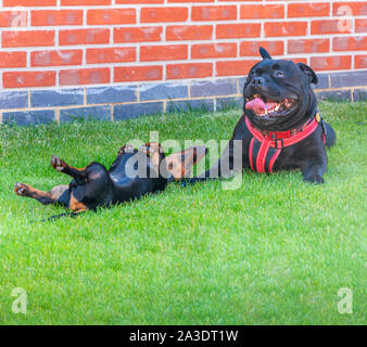 Ein Staffordshire Bull Terrier Hund und eine Miniatur Dackel Welpe liegend im Gras nach dem Spielen. Der kleine Hund ist auf seinem Rücken an der Terrier suchen. t Stockfoto