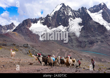 Llama Pack in der Cordillera Vilcanota, Ausungate, Cusco, Peru Stockfoto