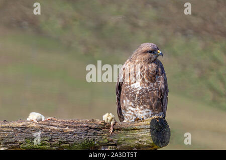 Nach Eurasischen, Mäusebussard Buteo buteo, auf einem Baumstamm zusammen mit zwei tote Mäuse thront. Britische Wildlife Center, Lingfield, Surrey, Großbritannien Stockfoto