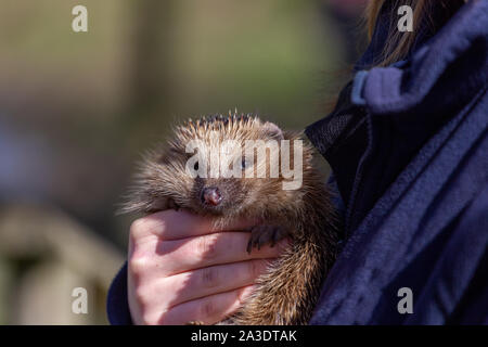 Europäische Igel, Erinaceus europaeus, in den Händen einer Pflegeperson. Britische Wildlife Center, Lingfield, Surrey, Großbritannien Stockfoto