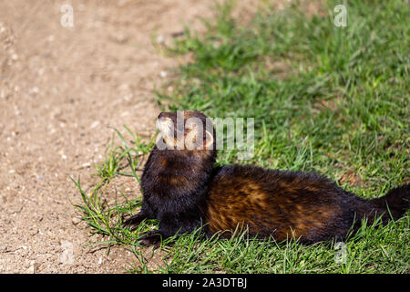 Europäischer Iltis, Mustela putorius, auf der Suche Warnung in der Britischen Wildlife Center, Lingfield, Surrey, Großbritannien Stockfoto