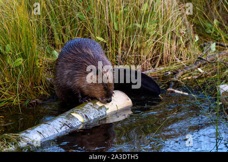 Einen sehr großen Castor canadensis Biber Kauen auf einem populären im Wasser entlang der grasbewachsenen Rand der Biber Teich anmelden Stockfoto