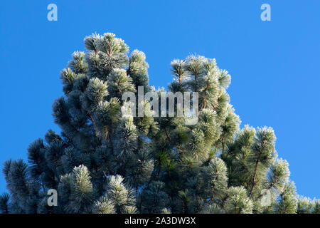 Ponderosa Pine Needles bei Kaffeekanne Flach, Fremont National Forest, Oregon Stockfoto