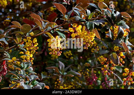 Anzeigen von Berberis, stark verzweigt, mit breiten Blättern stachelige Bush und Gelb Braun aromatische Blüte im Garten, Sofia, Bulgarien Stockfoto