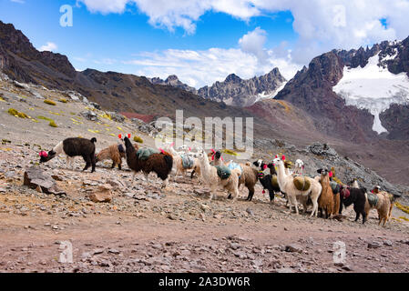 Llama Pack in der Cordillera Vilcanota, Ausungate, Cusco, Peru Stockfoto