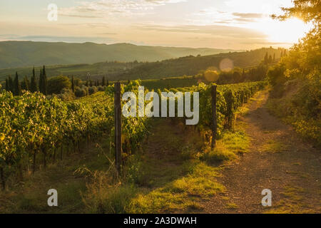 Weinberg in der Nähe von Volpaia Stadt im Chianti, in der Provinz von Siena. Toskana Landschaft. Italien Stockfoto