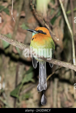 Breite-billed motmot Stockfoto