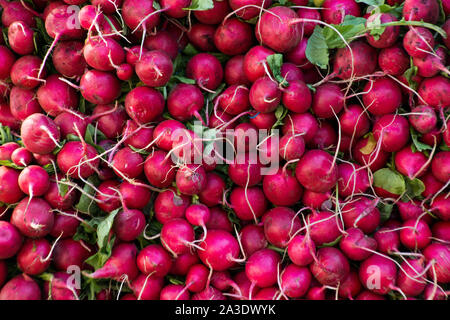 Ein Haufen von frischen Radieschen auf einem Bauernmarkt in Union Square in New York City. Stockfoto