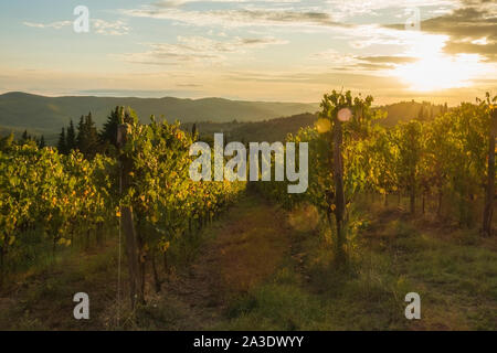 Weinberg in der Nähe von Volpaia Stadt im Chianti, in der Provinz von Siena. Toskana Landschaft. Italien Stockfoto