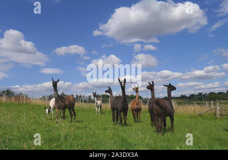 Herde Lamas in einem Feld, auf einem Bauernhof, Ewyas Harold, Herefordshire, England, Vereinigtes Königreich Stockfoto