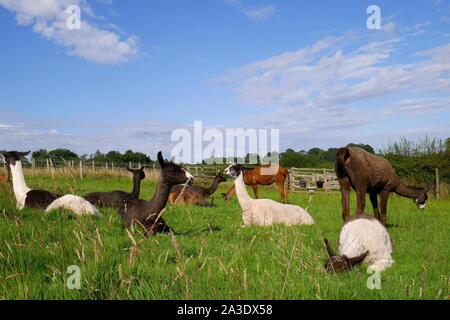 Herde Lamas in einem Feld, auf einem Bauernhof, Ewyas Harold, Herefordshire, England, Vereinigtes Königreich Stockfoto