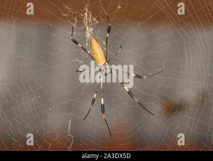 Goldener Seide orb-weaver Spider auf Web Stockfoto