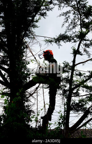 Baum Chirurg in Tanne, Entfernen von Ästen, in Vorbereitung auf die vollständige Entfernung in Hertfordshire Stockfoto