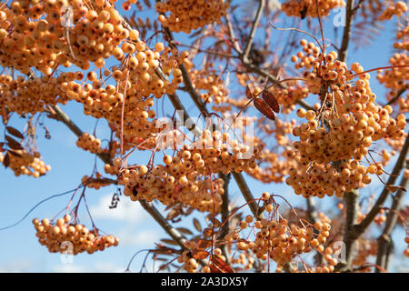 Ein Cluster von vogelbeeren hängen auf einem Blattlosen Mountain Ash tree Stockfoto