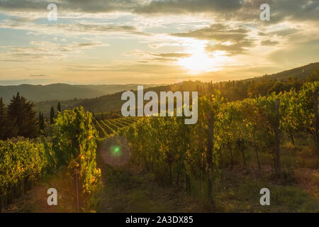 Weinberg in der Nähe von Volpaia Stadt im Chianti, in der Provinz von Siena. Toskana Landschaft. Italien Stockfoto