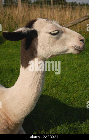 Llama in einem Feld, auf einem Bauernhof, Ewyas Harold, Herefordshire, England, Vereinigtes Königreich Stockfoto