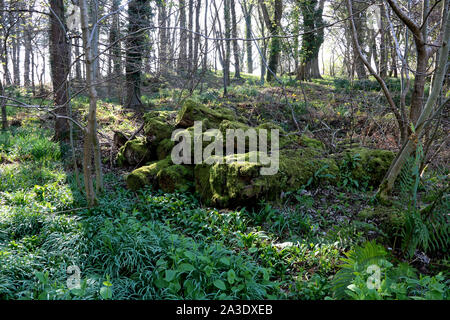 Moos bedeckt gefällten Baumstämme im Wald Lage Stockfoto