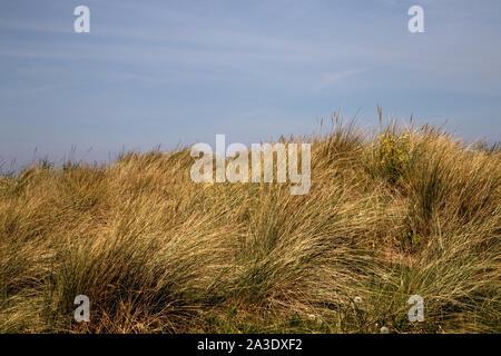 Gras und wilden Blumen auf einer Sanddüne an einer Küste Stockfoto