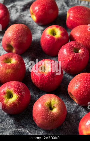 Raw rot Organic PInk Lady Äpfel bereit zu Essen Stockfoto